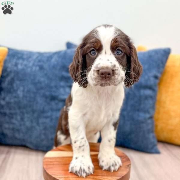 Nico, English Springer Spaniel Puppy