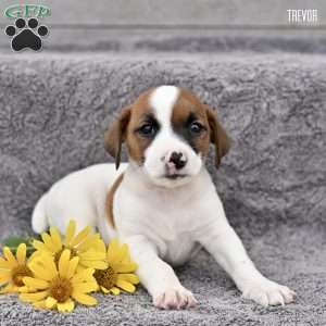 Trevor, Jack Russell Terrier Puppy