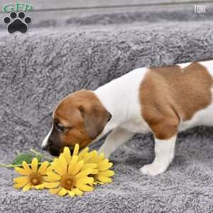 Tori, Jack Russell Terrier Puppy
