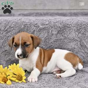 Tori, Jack Russell Terrier Puppy