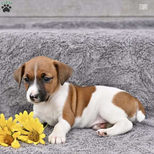 Tori, Jack Russell Terrier Puppy