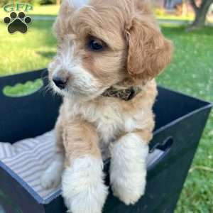 Buttercup, Mini Aussiedoodle Puppy