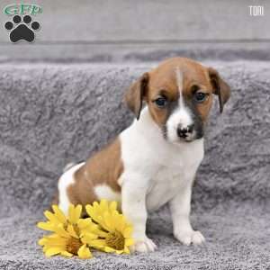 Tori, Jack Russell Terrier Puppy