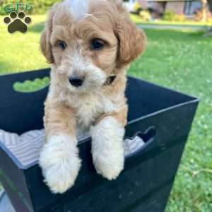 Buttercup, Mini Aussiedoodle Puppy