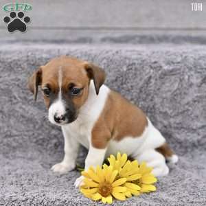 Tori, Jack Russell Terrier Puppy