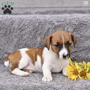 Tori, Jack Russell Terrier Puppy