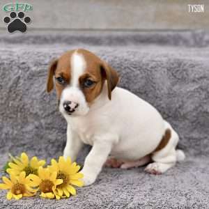 Tyson, Jack Russell Terrier Puppy