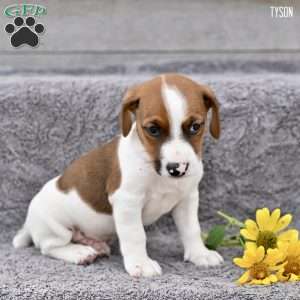 Tyson, Jack Russell Terrier Puppy