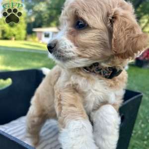 Buttercup, Mini Aussiedoodle Puppy