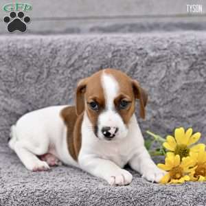Tyson, Jack Russell Terrier Puppy