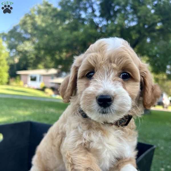 Buttercup, Mini Aussiedoodle Puppy