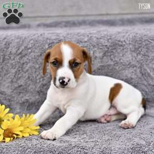 Tyson, Jack Russell Terrier Puppy