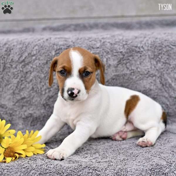 Tyson, Jack Russell Terrier Puppy