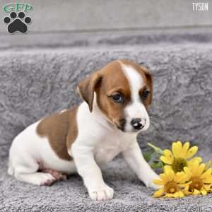 Tyson, Jack Russell Terrier Puppy