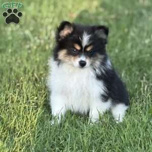 Cooper, Pomeranian Puppy