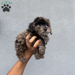 Zion, Toy Poodle Puppy