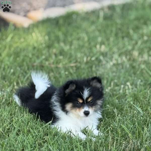 Cooper, Pomeranian Puppy