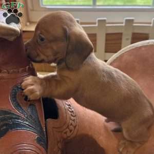 Detour, Dachshund Puppy