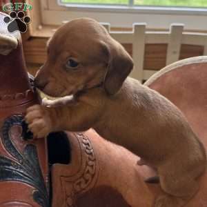 Detour, Dachshund Puppy
