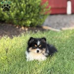 Cooper, Pomeranian Puppy