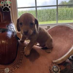 Detour, Dachshund Puppy