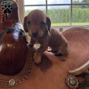 Detour, Dachshund Puppy