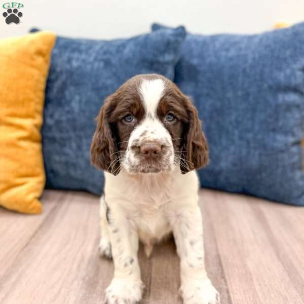 Lando, English Springer Spaniel Puppy