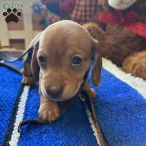 Detour, Dachshund Puppy