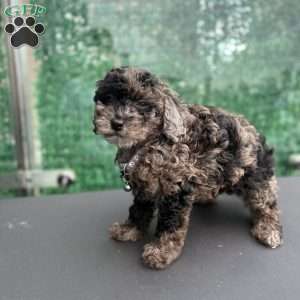 Zion, Toy Poodle Puppy