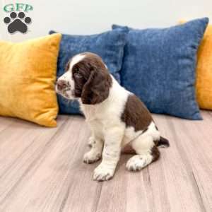 Lando, English Springer Spaniel Puppy
