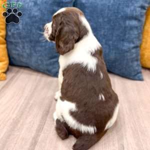 Lando, English Springer Spaniel Puppy