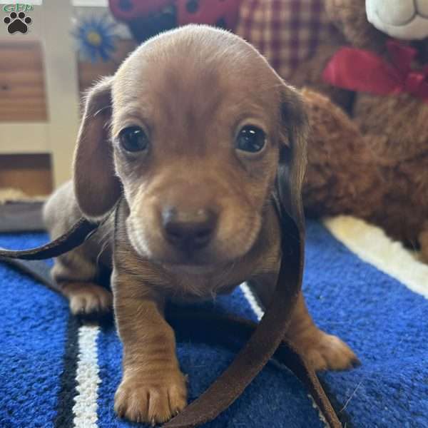 Detour, Dachshund Puppy