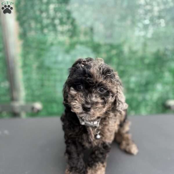 Zion, Toy Poodle Puppy