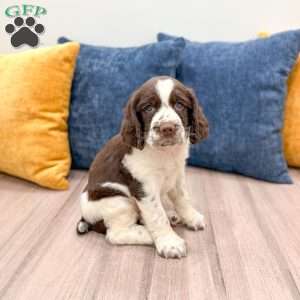 Lando, English Springer Spaniel Puppy