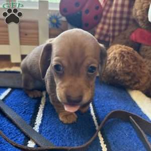 Detour, Dachshund Puppy