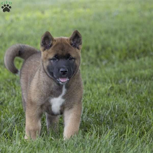 Keisha, Akita Puppy