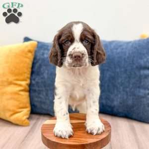 Lando, English Springer Spaniel Puppy