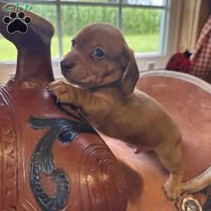 Detour, Dachshund Puppy