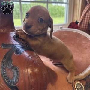 Detour, Dachshund Puppy