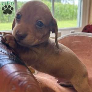 Detour, Dachshund Puppy