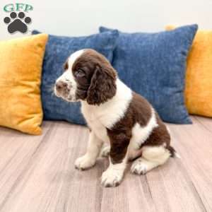 Max, English Springer Spaniel Puppy