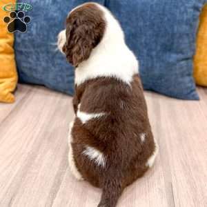 Max, English Springer Spaniel Puppy