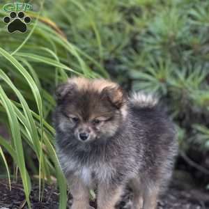 Little Jon, Pomeranian Puppy