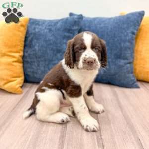Max, English Springer Spaniel Puppy
