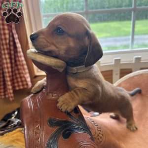 Road Block, Dachshund Puppy