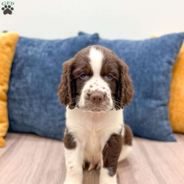Max, English Springer Spaniel Puppy