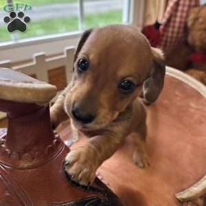 Road Block, Dachshund Puppy