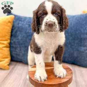 Max, English Springer Spaniel Puppy