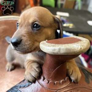 Road Block, Dachshund Puppy