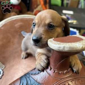 Road Block, Dachshund Puppy